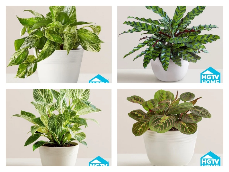 Read more about the article 6 Stunning Houseplants From 1800flowers To Elevate Your Space